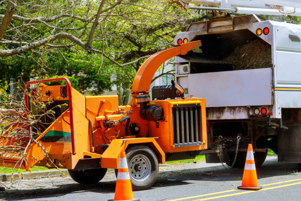 How Our Tree Care Process Works  in Scott City, KS